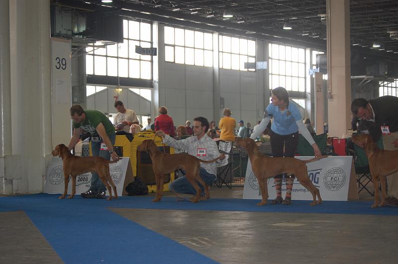 Ahary z Rakosoveho brehu - Alan z Doliny Mirage - Csipkeskuti Taltos - II.JPG - Psi třída pracovní - Ahary z Rákosového břehu, Alan z Doliny Mirage, Csipkeskuti Taltos